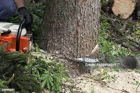 Lawn Pest Prevention in Chester, VA