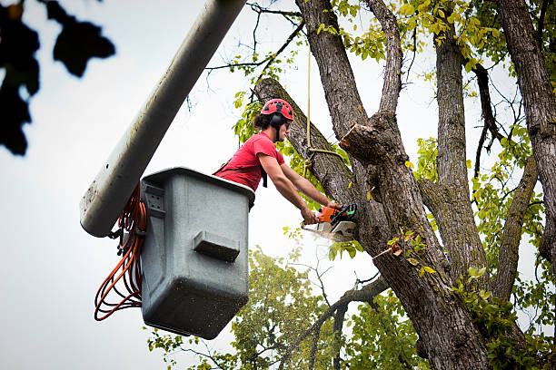  Chester, VA Tree Services Pros