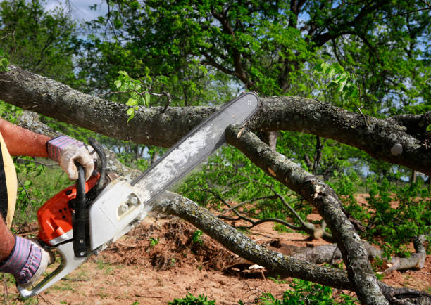 Best Emergency Tree Removal  in Chester, VA